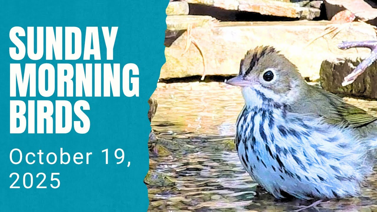 Sunday Morning Birds - Tennessee Warbler Takeover!