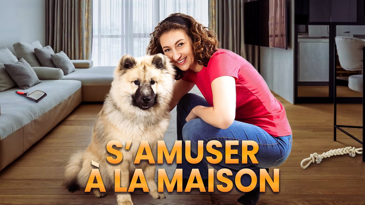 Chien en Intérieur : 17 Activités Anti-Ennui !