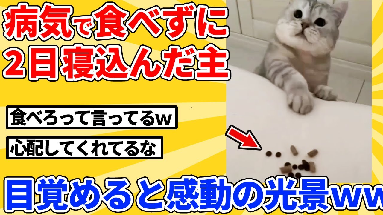 【2ch動物スレ】病気で何も食べずに寝てた飼い主を見た猫→心配して衝撃の行動にｗｗｗｗｗ