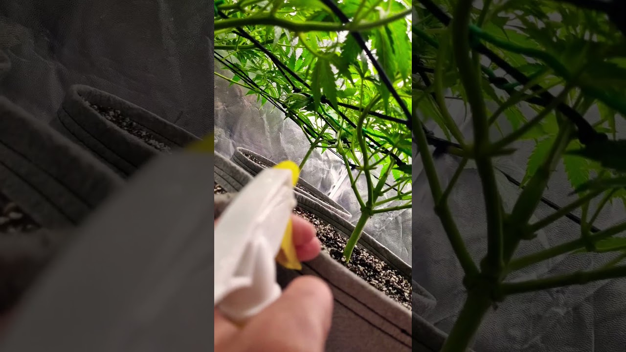 WA Spray, Atami Test run. #atami #jadam #cheese #auto #cannabisculture