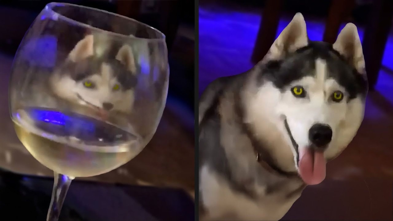 Dogs Sent from Heaven to Make You Laugh