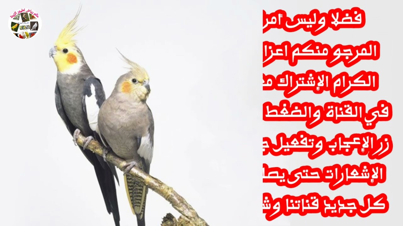 مقاطع ممكن لببغاء الكوكتيل تعلمها بسرعة كبيرة