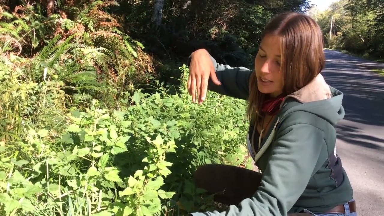 Nettle Medicine