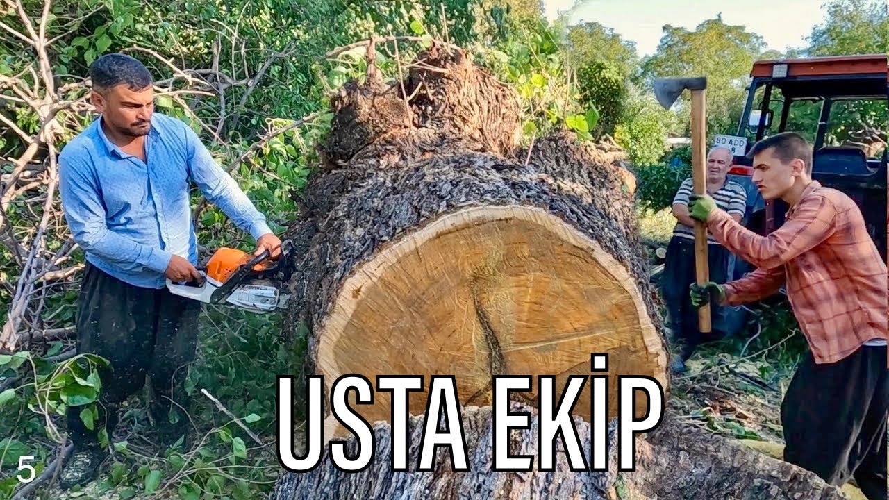 İşinin Ehli Adamlar! Ekip Halinde Profesyonel Ağaç Kesimi 🔥