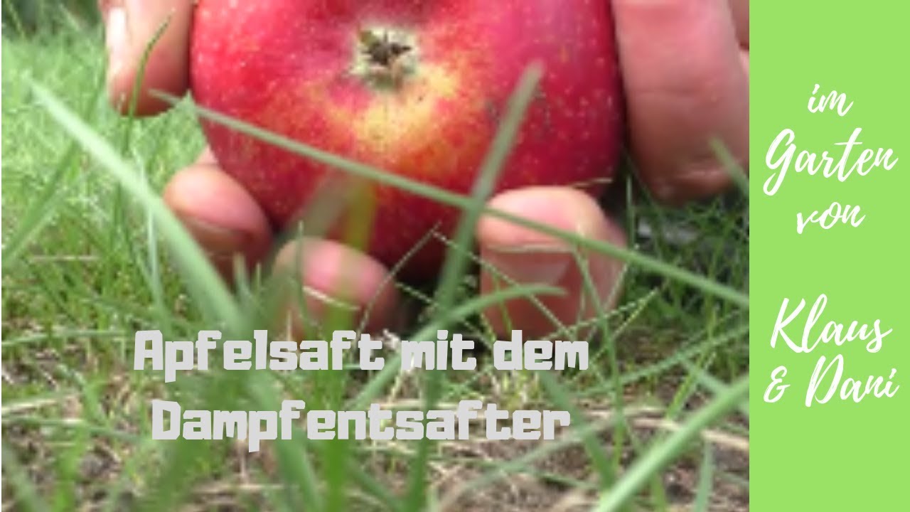 Apfelsaft herstellen mit dem Dampfentsafter, mit Honig veredelt. Das erste Mal.