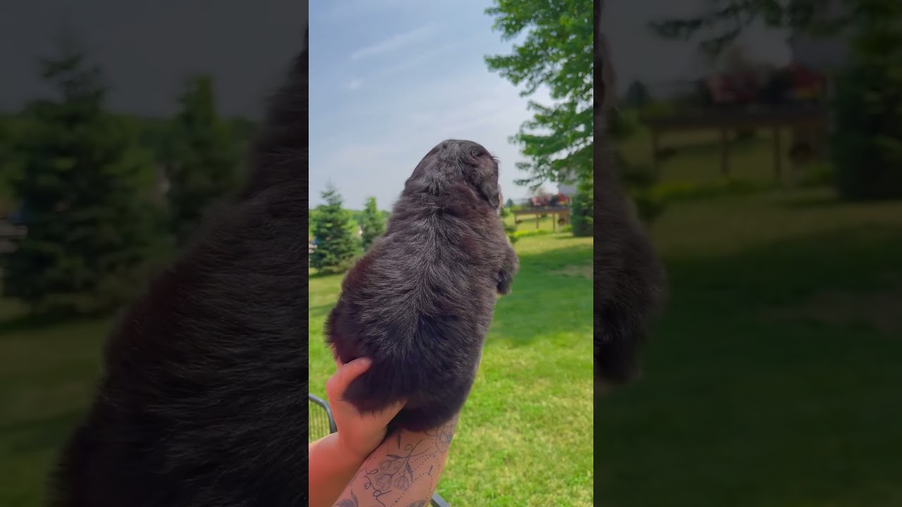 Truffles is a beautiful standard bernedoodle 