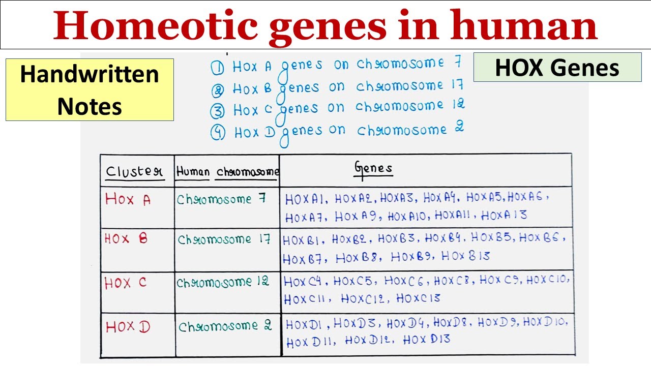 Homeotic genes in human | HOX genes | Handwritten notes