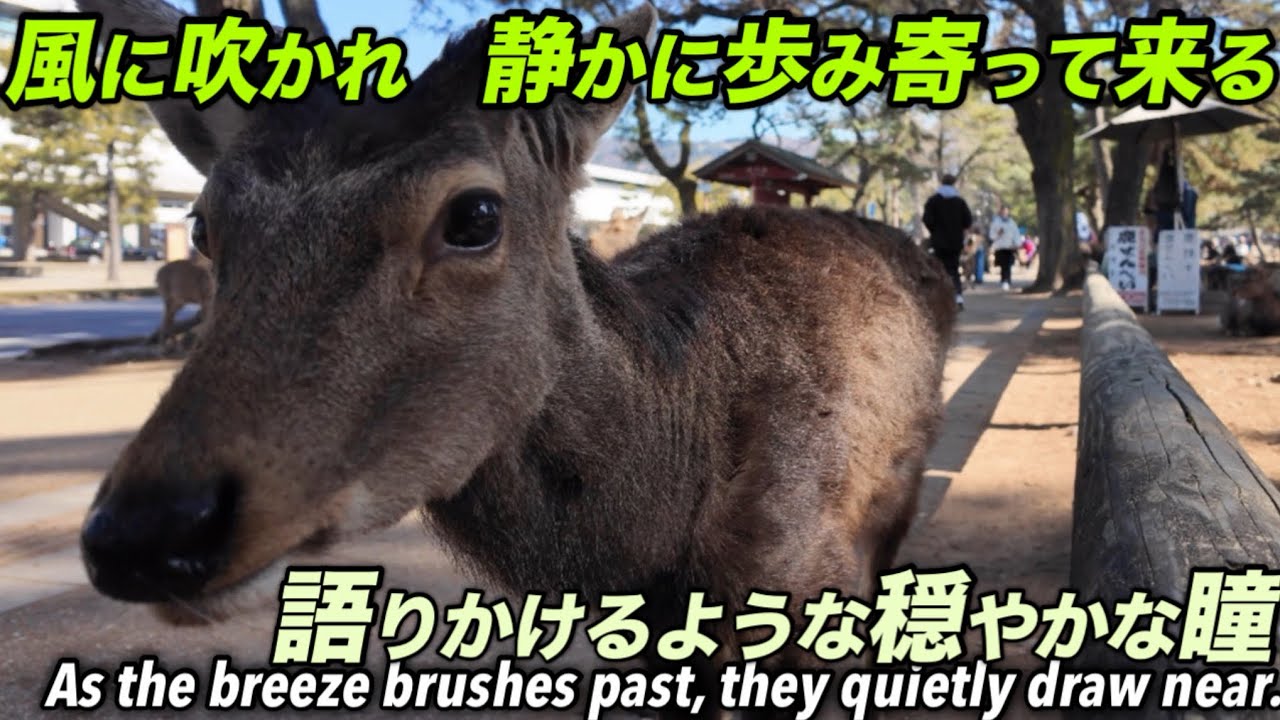 風に吹かれ静かに歩み寄って来る　穏やかな瞳奈良公園鹿