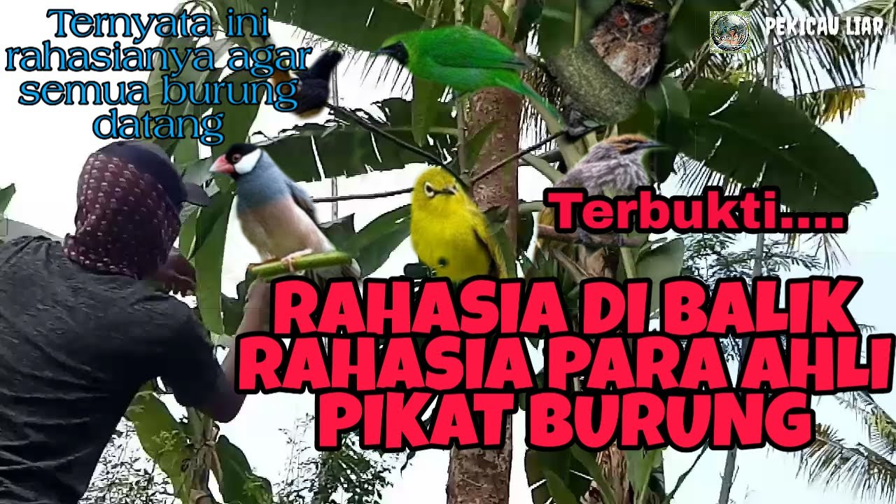 TERBUKTI... II Ternyata ini rahasia para ahli pikat semua jenis burung agar nempel - Pekicau Liar
