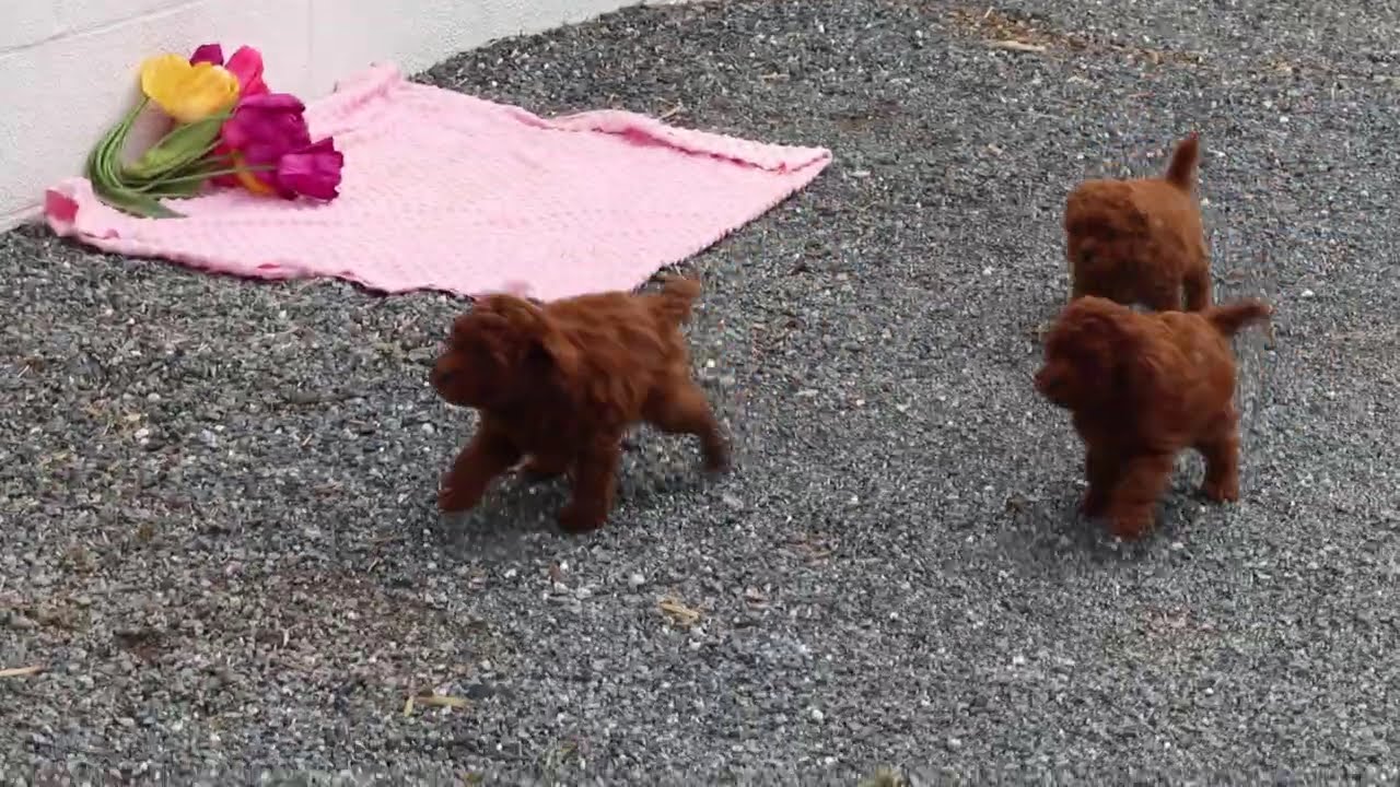 Toy Poodle Puppies For Sale
