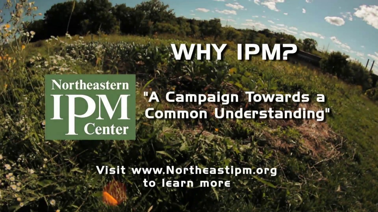 Why IPM?