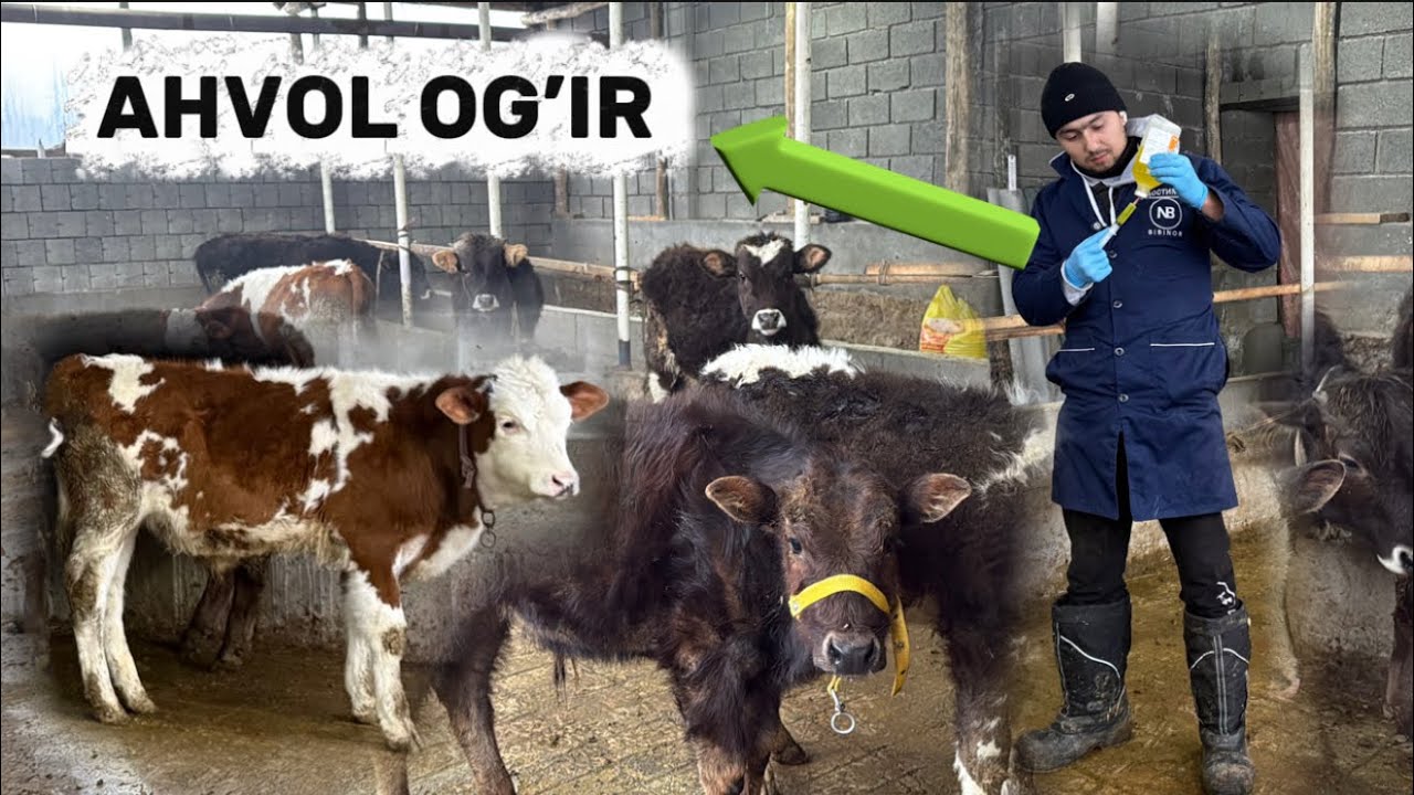 😥BUNGA YECHIM BORMI ❓AHVOL OG’IR CHISOTKA VA PARAZITLAR CHORVAMNI QIYNAMOQDA 😱