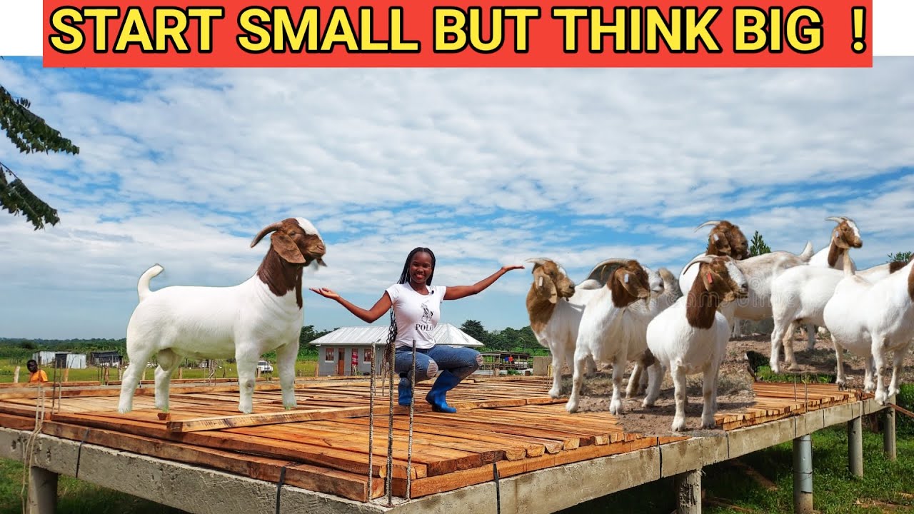 How To START A Profitable GOAT FARM And Make MILLIONS | Humble beginnings !