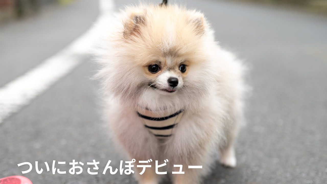 ついにおさんぽデビュー