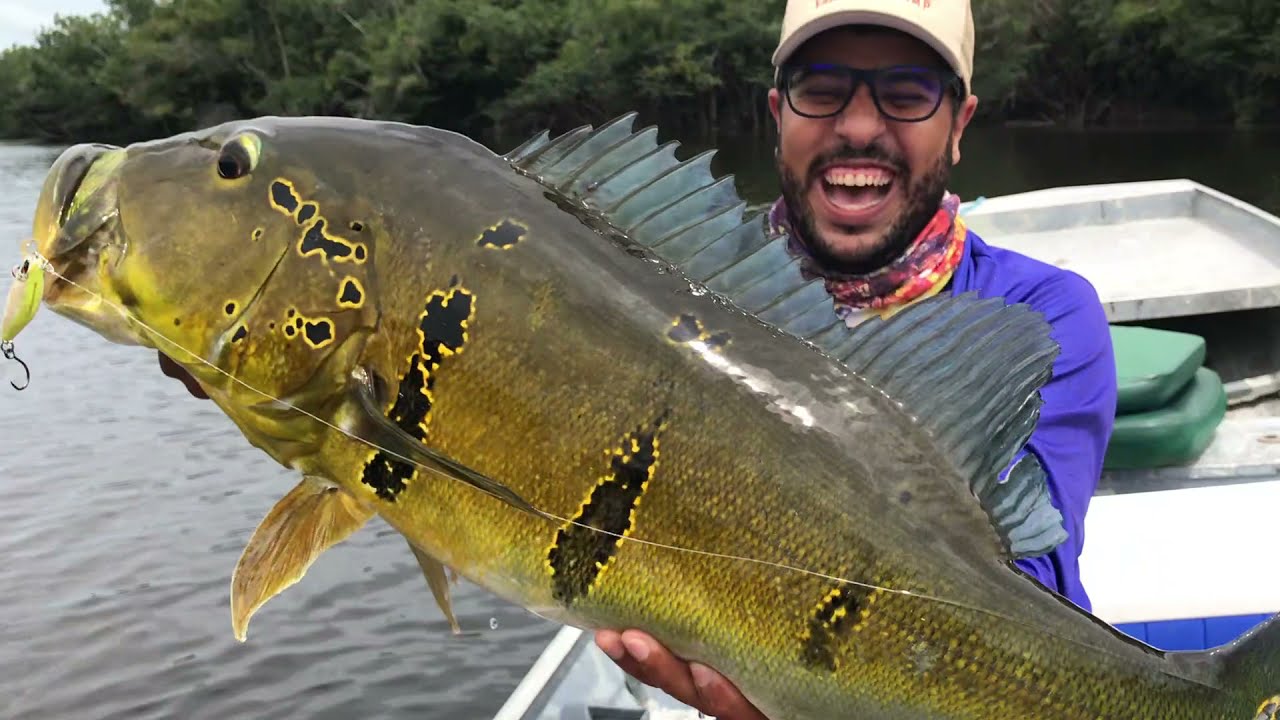 Monstro! Sem cortes, tucunaré gigante em tralha LIGHT!
