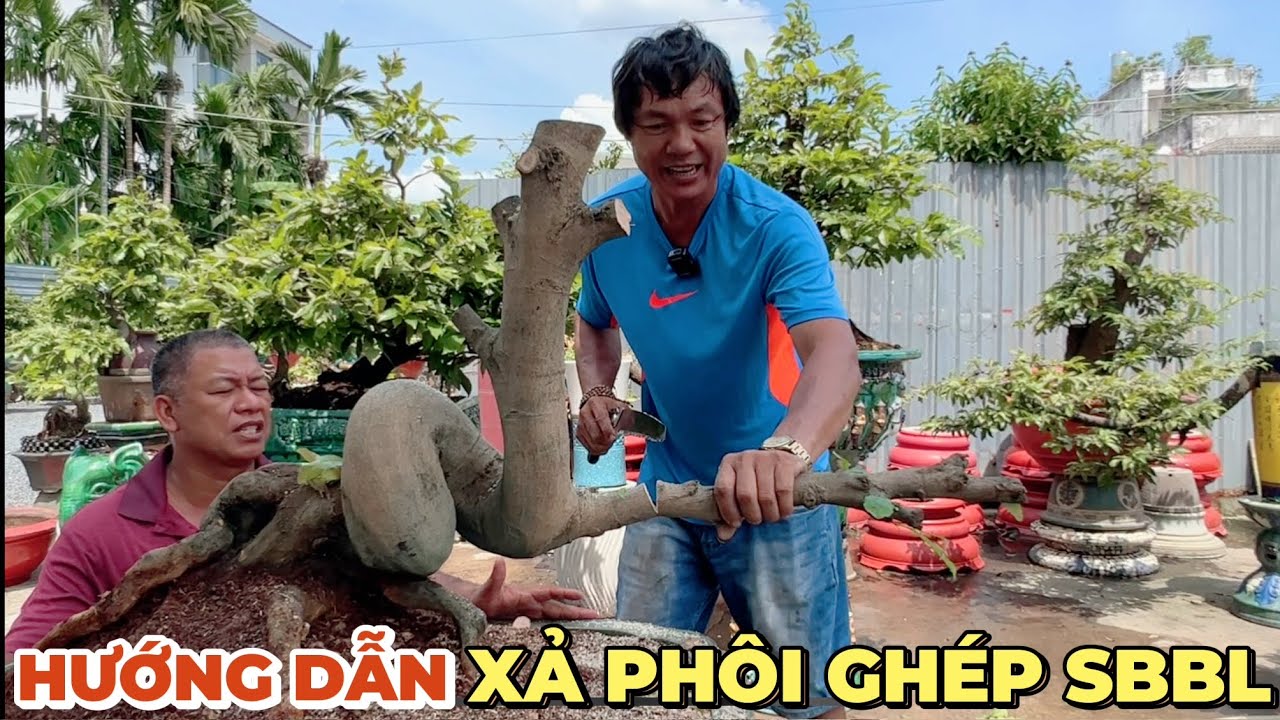 Hướng dẫn xả phôi cây mai vàng ghép siêu bông Bình Lợi chăm mai sau ghép chi tiết vườn mai Minh Long