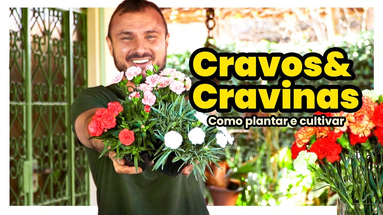 COMO PLANTAR E CULTIVAR CRAVOS E CRAVINAS