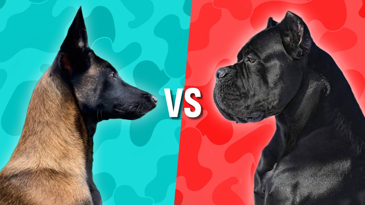 Belgian Malinois VS Cane Corso