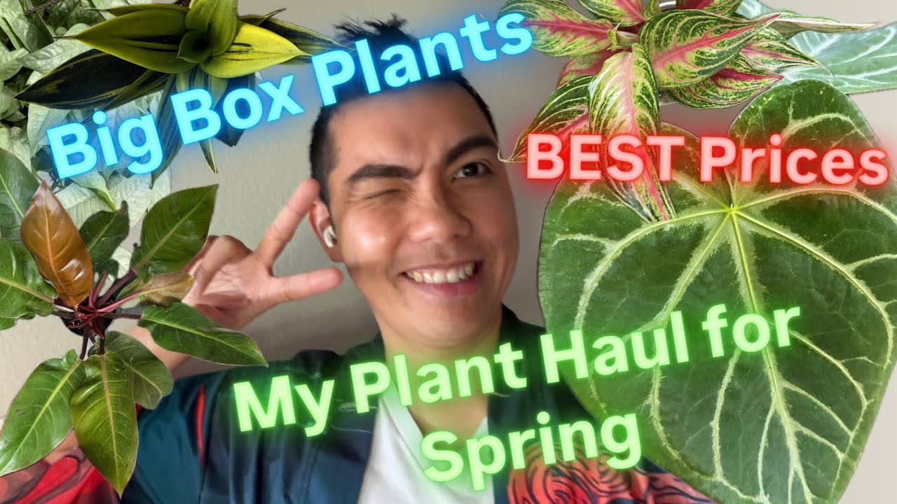 Big Box Store Plant Shopping Spring 2026 Budget Friendly Plants at Lowe's and Home Depot NEW