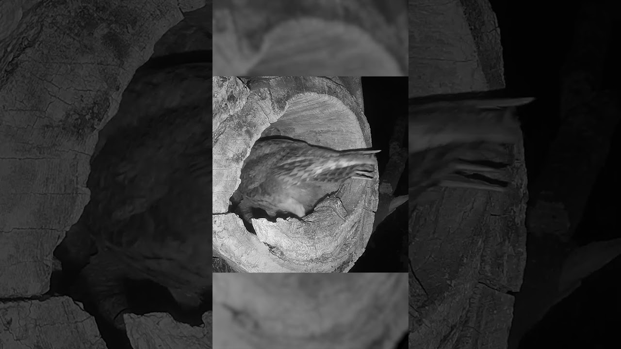 Tawny owlet returns to nest to find a stock dove has laid a clutch there!