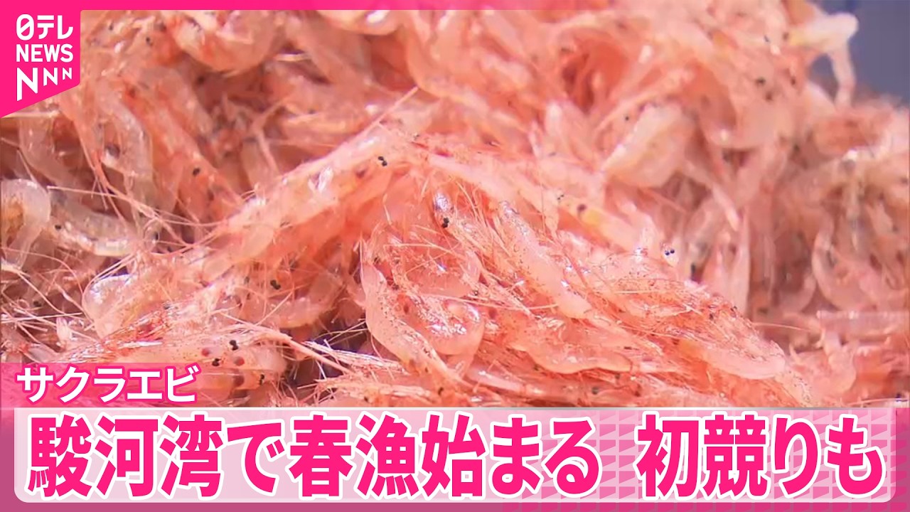 【サクラエビ】駿河湾で春漁始まる  初競りも  静岡