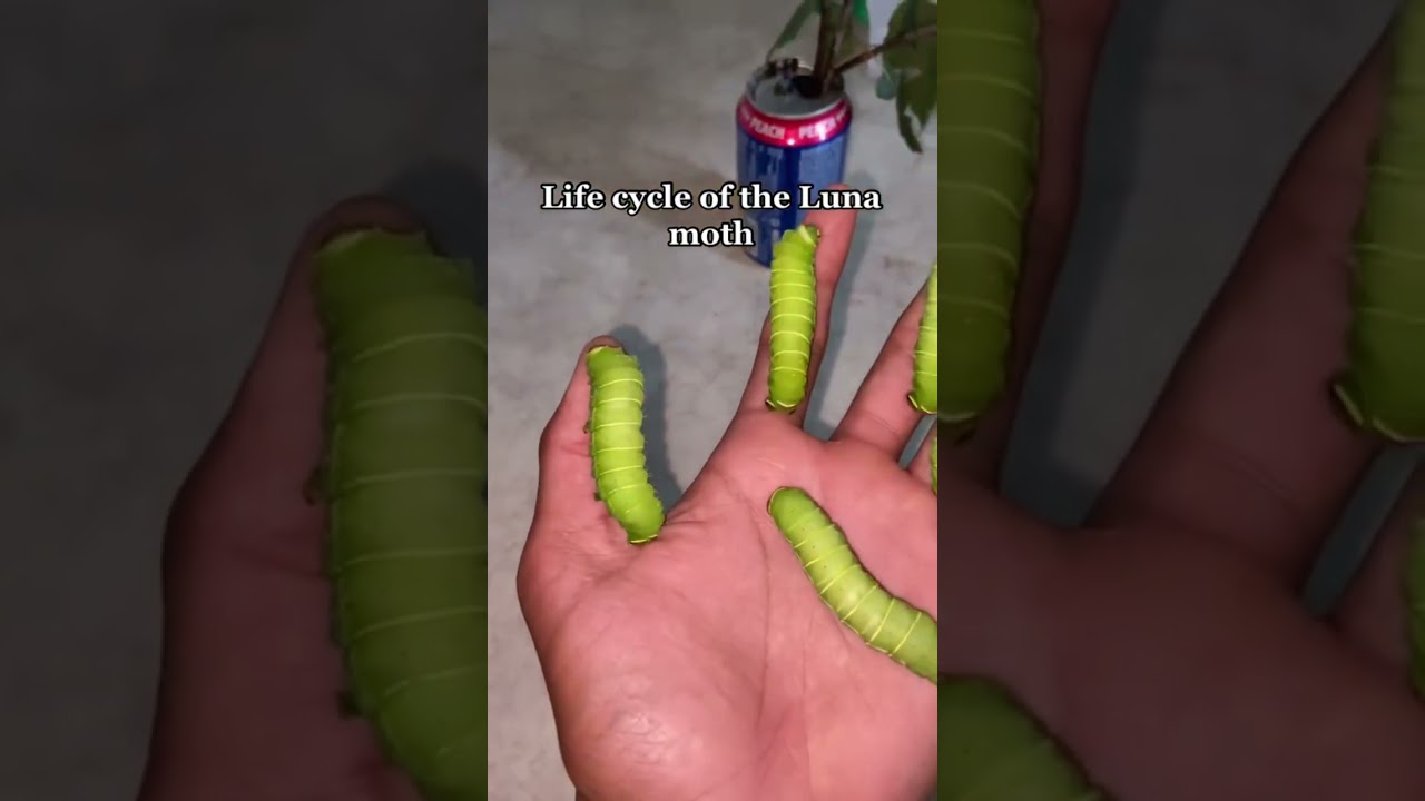 Life cycle of the Luna Moth 🦋 #lunamoth #moths #insects #pets #lifecycles #viralshort #viral