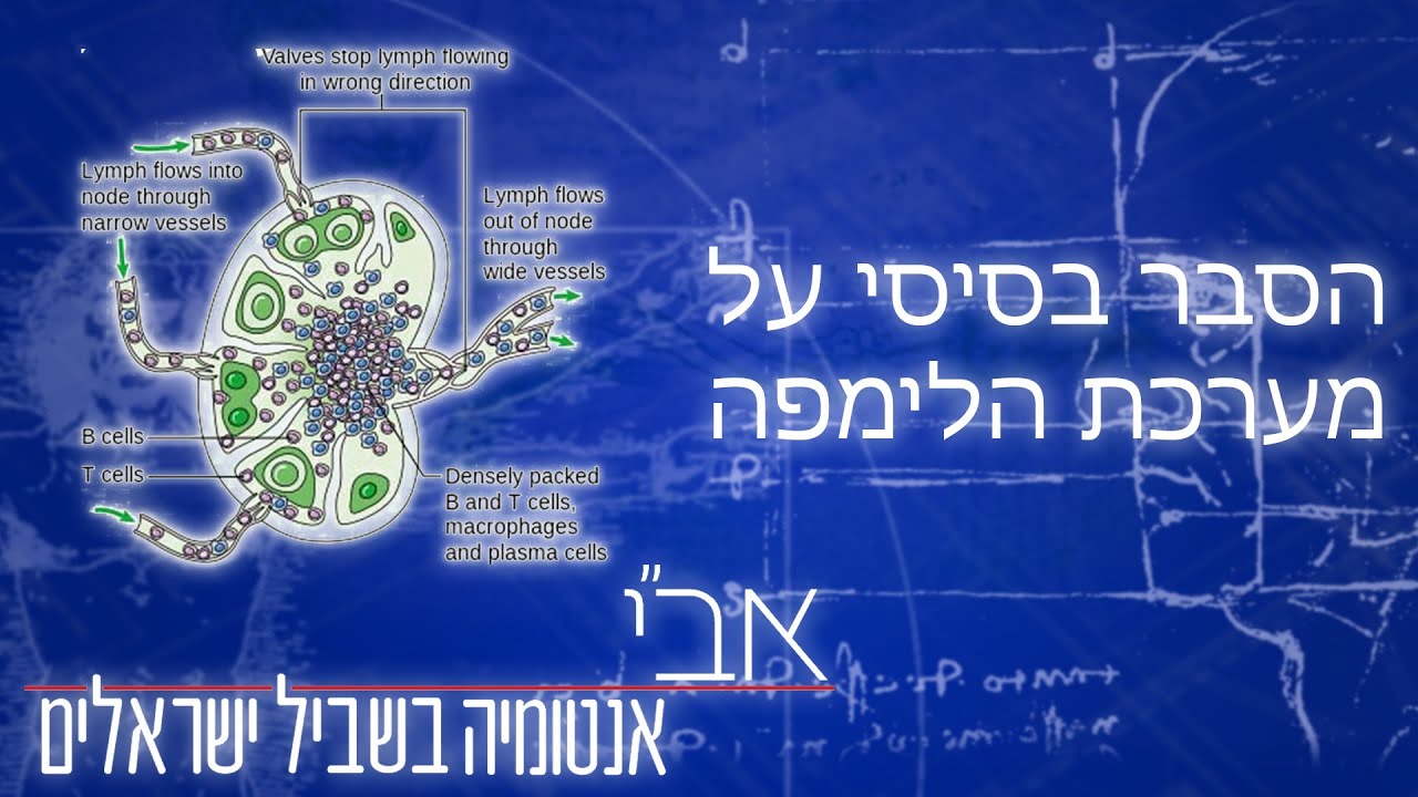 הסבר בסיסי של מערכת הלימפה