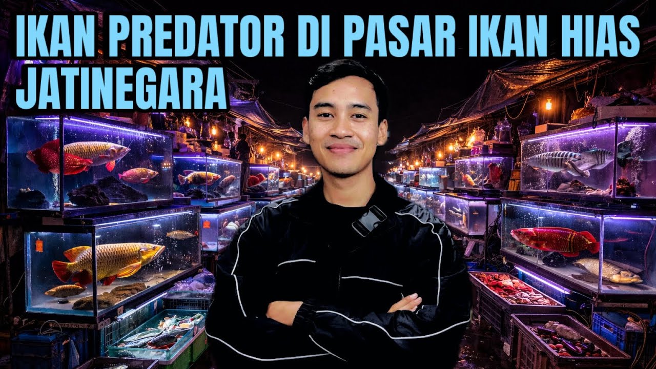 IKAN PREDATOR DI PASAR IKAN HIAS JATINEGARA‼️