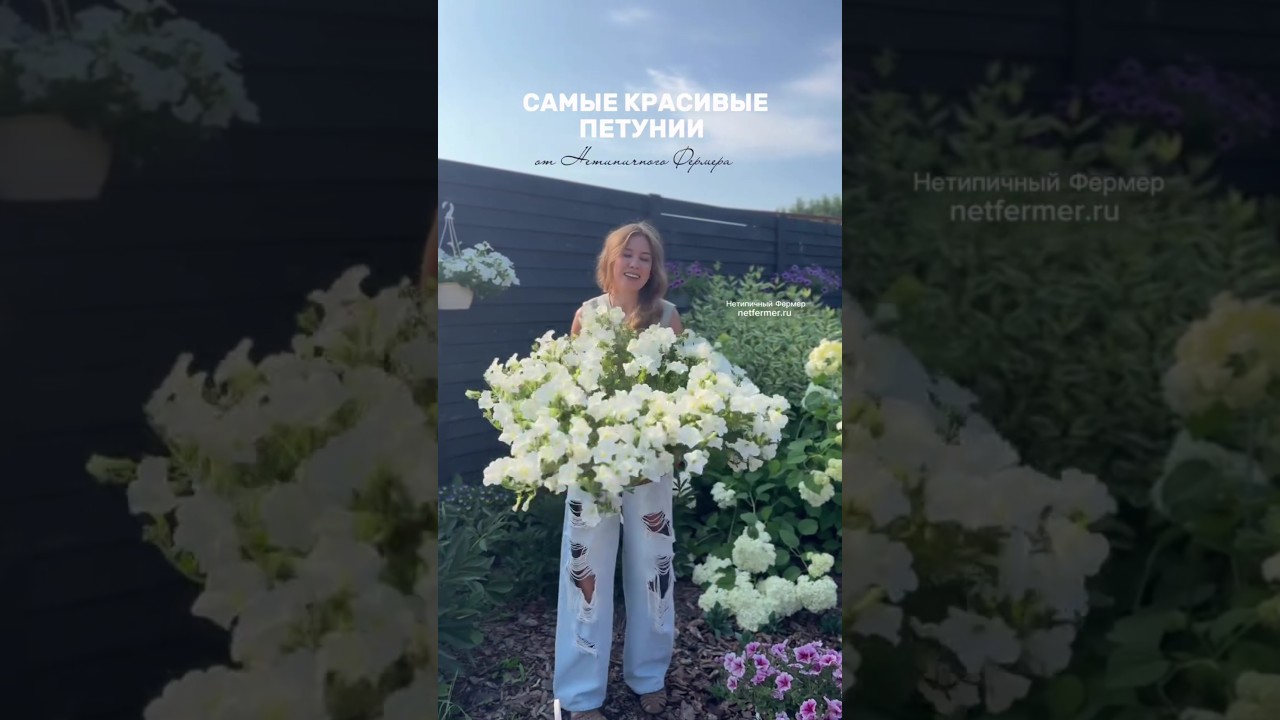 Самые красивые петунии: подборка сортов для вау-цветения