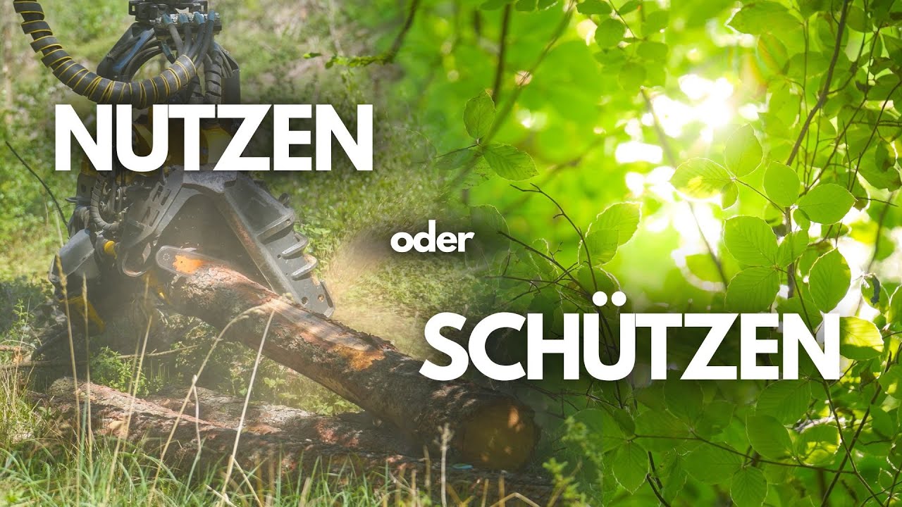 Waldbrand 🔥 Kahlschlag 🪓 Neuanfang 🌱 – Was im Stadtwald Arnsberg wirklich passiert
