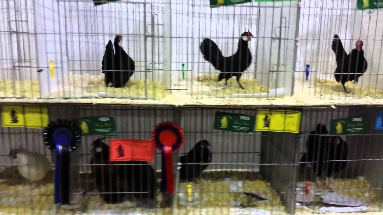 Rosecomb Bantams at The Federation Show 2014