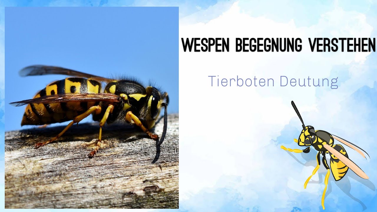 Die Wespe - Tierbegegnungen verstehen