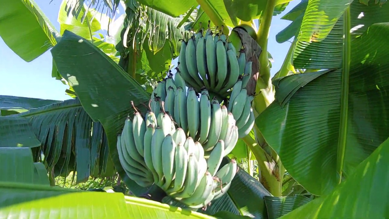 How I propagate my bananas
