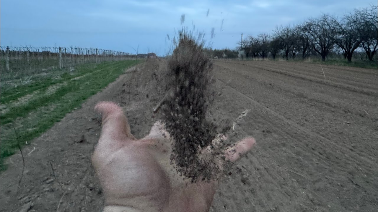 Susza jak piorun ! W czereśniach jednak gorzej jak myślałem 🍒
