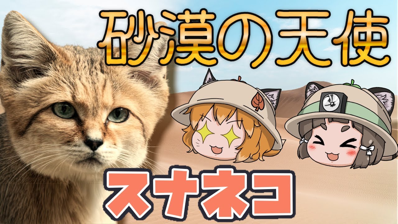 【ゆっくり解説】砂漠の天使！？スナネコ【へんないきもの#53】