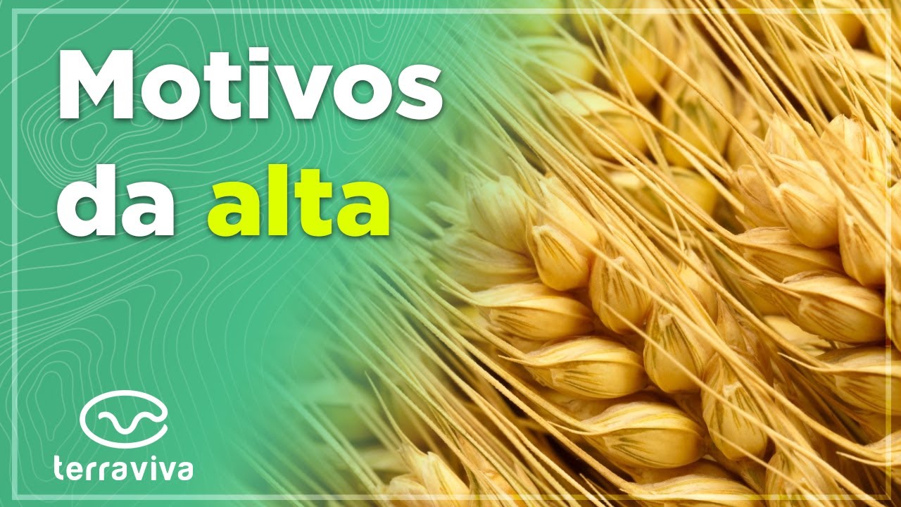 Quais s&atilde;o os fatores que influenciaram a alta no pre&ccedil;o do trigo?