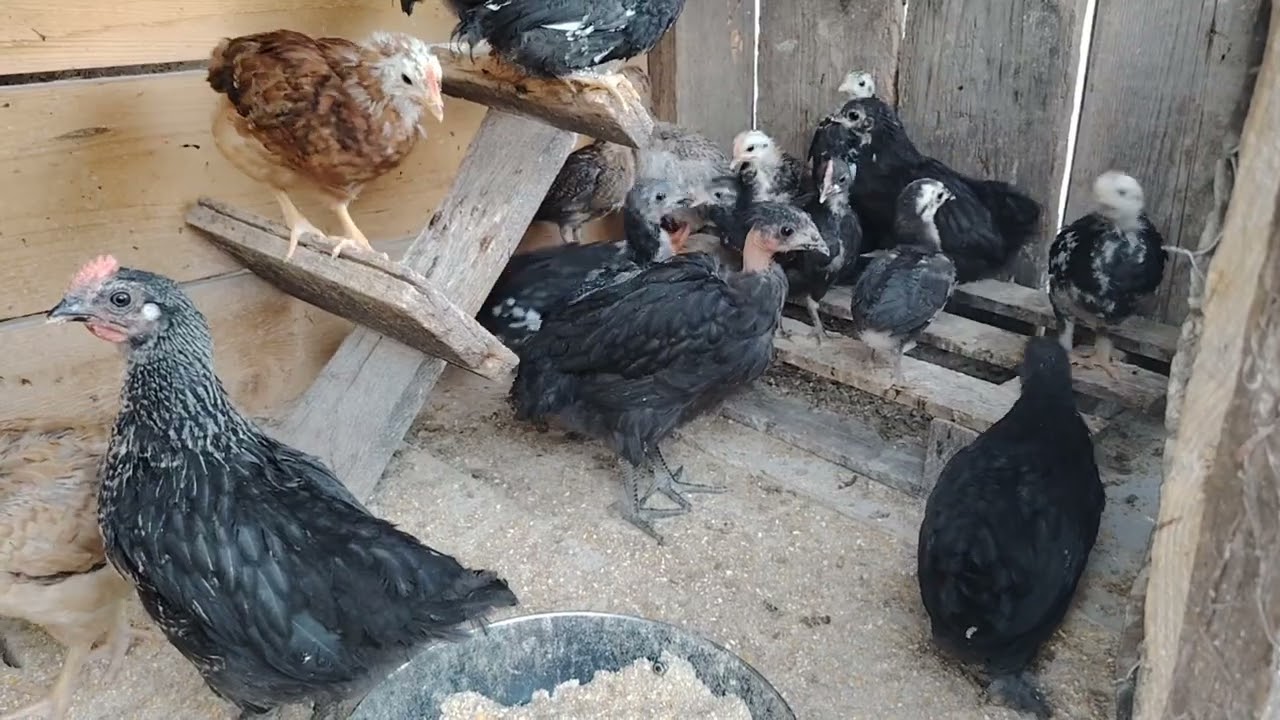 Au scos rațele - iepurii- pe la animale 🦃🦆🌸🐇☀️#cătălinandtheanimals #goat #animals