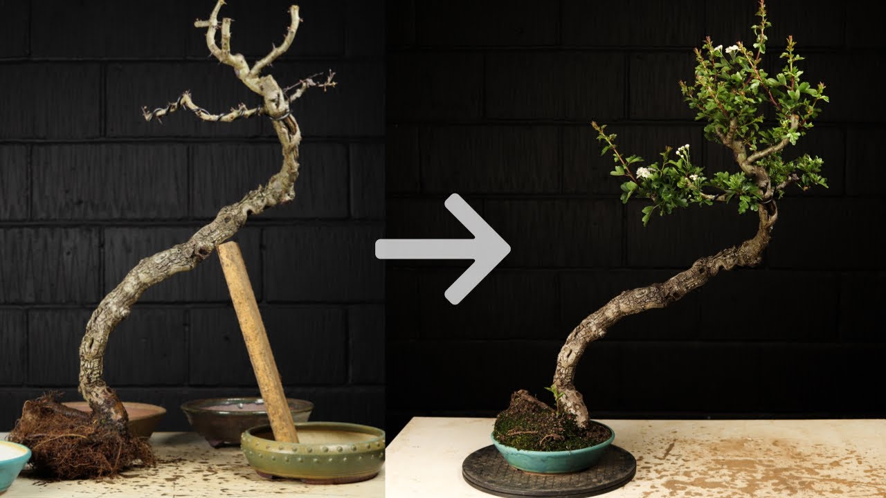 An Elegant Hawthorn Becomes a Bonsai