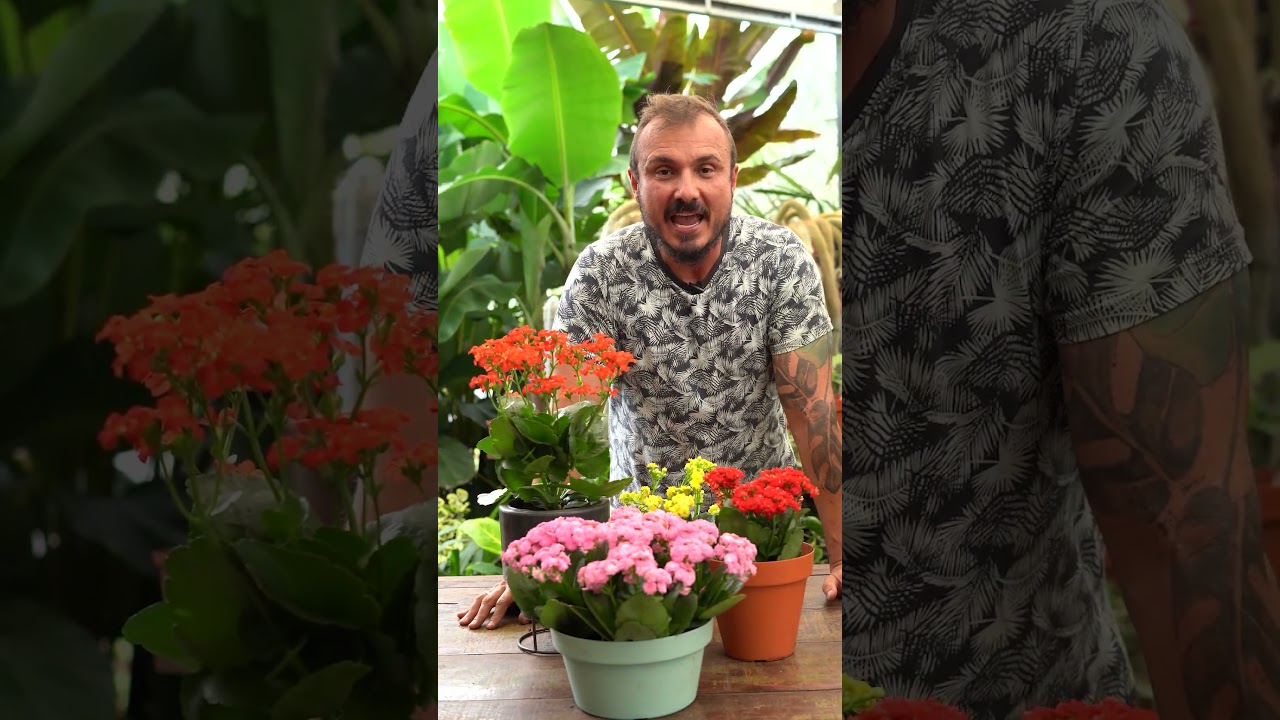 Dica: O momento certo para podar a Kalanchoe e Calandiva