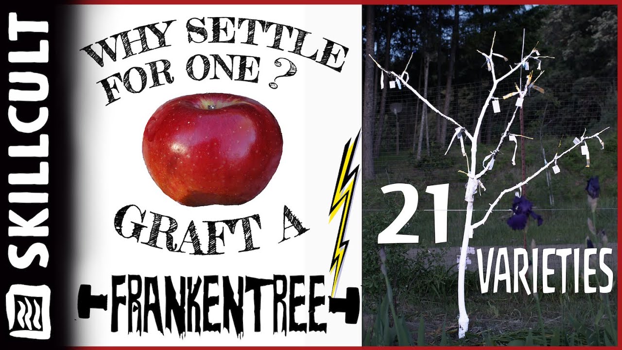🍎Apple Tree🍏 - From One Variety to 21! -Framework Grafting vs Topworking = More Varieties, Sooner!