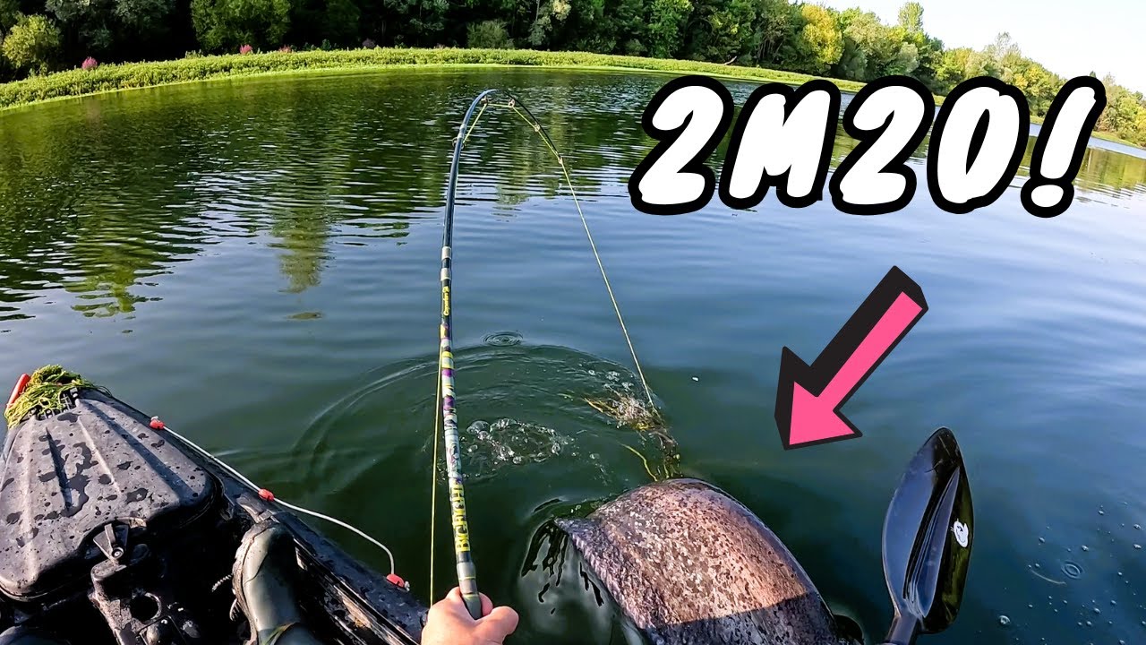 Silure MONSTRE de 2m20 en direct !