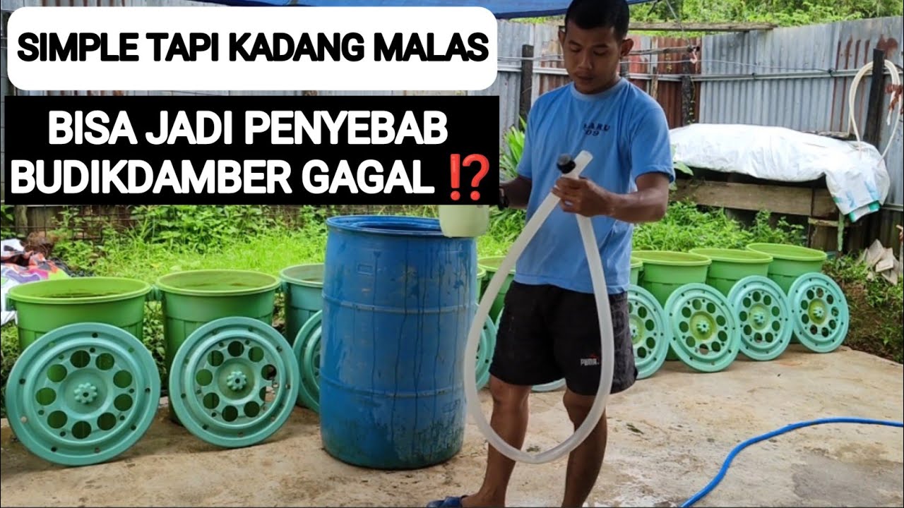 RUTINITAS WAJIB PADA BUDIKDAMBER | BUDIKDAMBER #010
