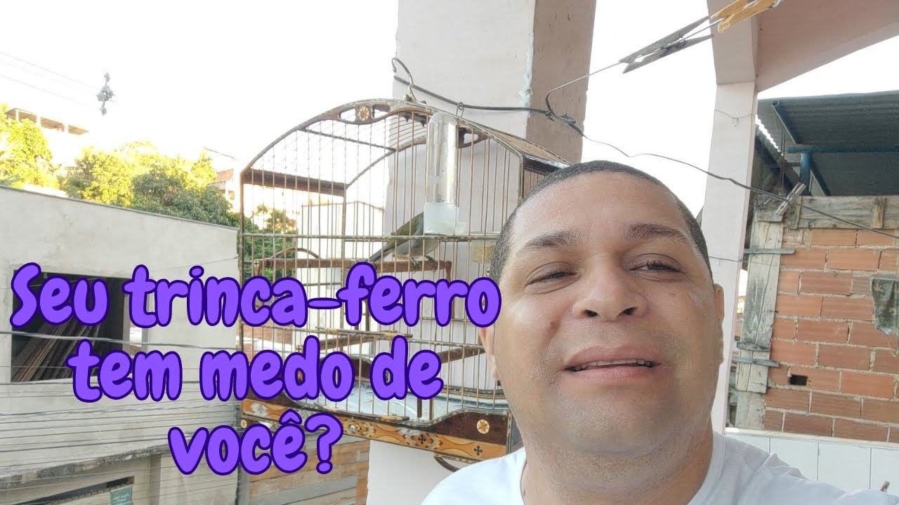 COMO FAZER O SEU TRINCA-FERRO PERDER MEDO DE VOCÊ NA HORA!