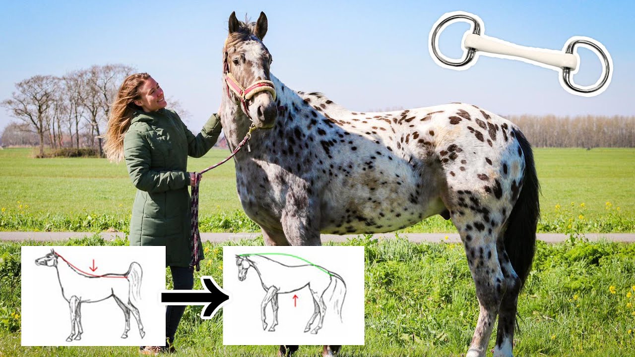 Welk hoofdstel & bit voor Olympus? | felinehoi