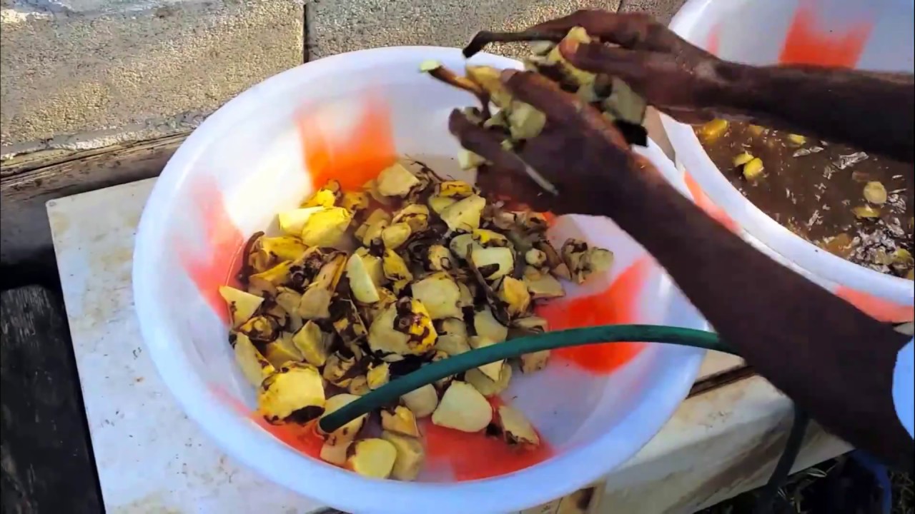 HOW TO MAKE Homemade KAVA in Vanuatu