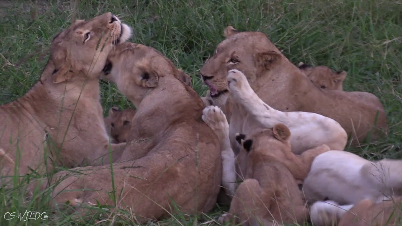 Pride of Lions Waking up - Interacting with Cubs, Yawning and playing - Greater Kruger Park
