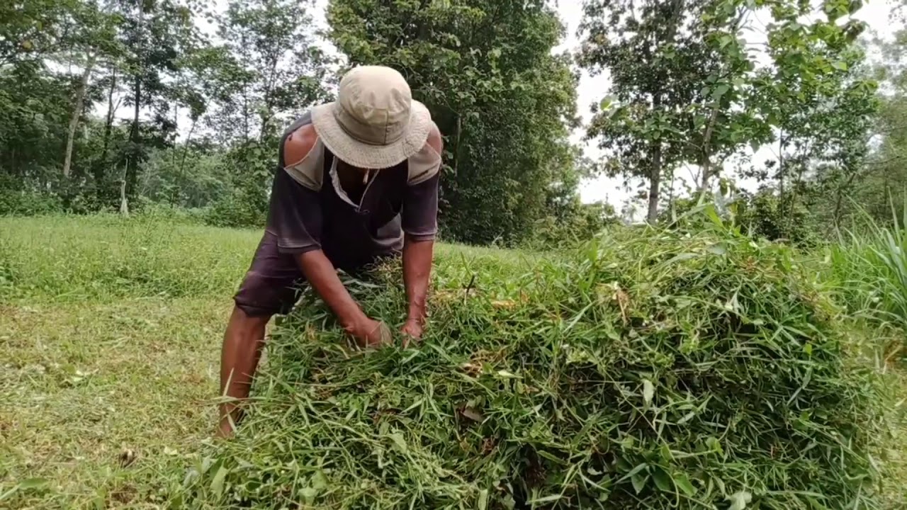 Cara ngikat rumput setelah ngarit