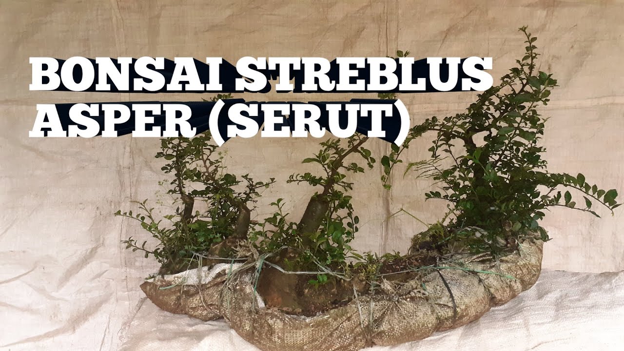 How to make a bonsai tree (bonsai streblus asper/serut)