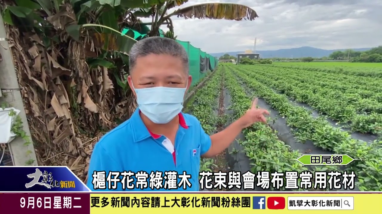 1110906 槴仔花常綠灌木 花束與會場布置常用花材