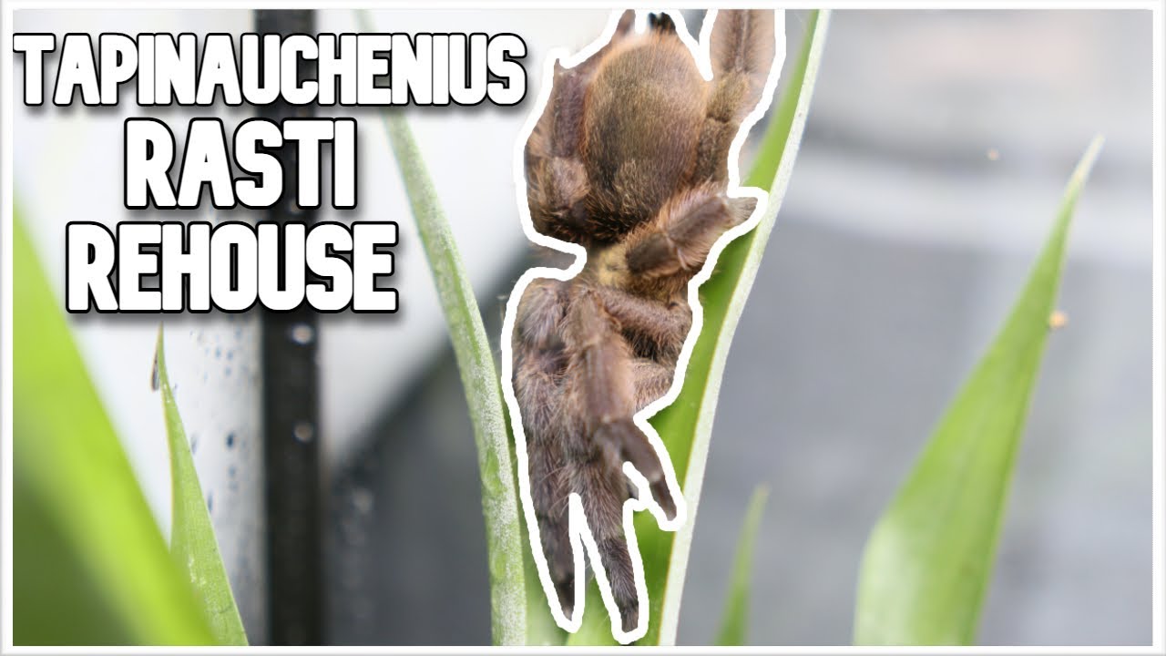 Rehousing My Tapinauchenius rasti (Caribbean Diamond) TARANTULA